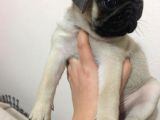 Pug Safkan Irk Cok Tatli
