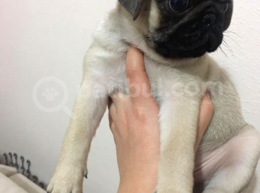 Pug Safkan Irk Cok Tatli görsel