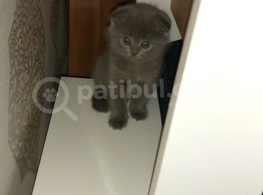 Di̇şi̇ Sevi̇mli̇ Scotti̇sh 1 Aylik görsel