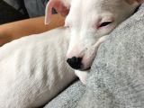 2 Aylık Dişi Dogo Argentino
