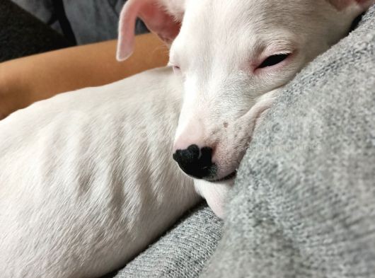 2 Aylık Dişi Dogo Argentino görsel