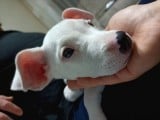 2 Aylık Dişi Dogo Argentino