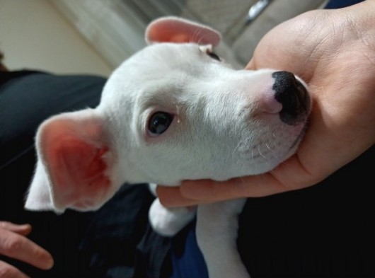 2 Aylık Dişi Dogo Argentino görsel
