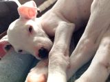 2 Aylık Dişi Dogo Argentino