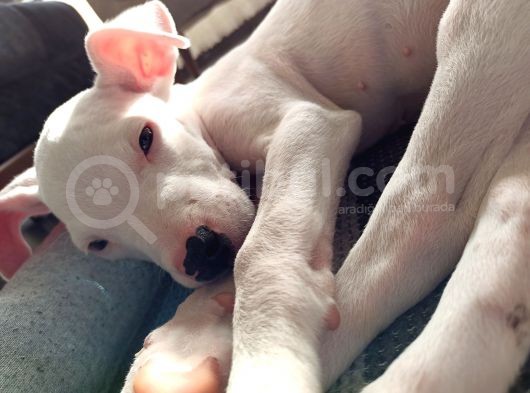 2 Aylık Dişi Dogo Argentino görsel