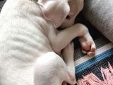 2 Aylık Dişi Dogo Argentino