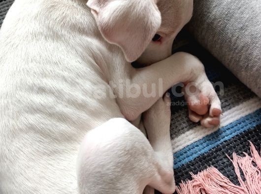 2 Aylık Dişi Dogo Argentino