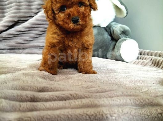 Mini Safkan Red Brownn Toy Poodle Yavrularimiz görsel
