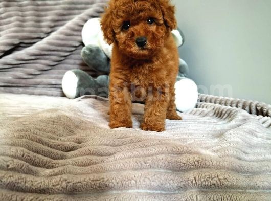 Mini Safkan Red Brownn Toy Poodle Yavrularimiz görsel