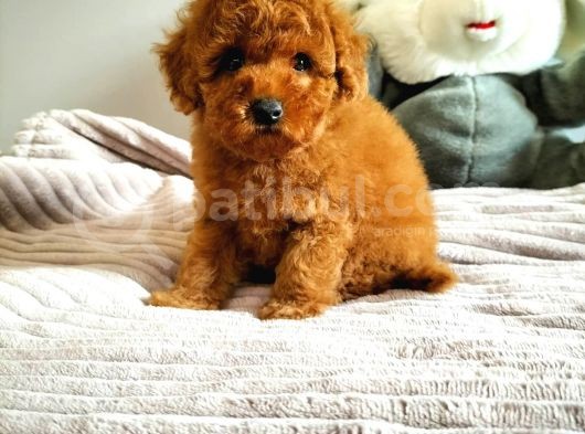 Mini Safkan Red Brownn Toy Poodle Yavrularimiz