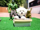 Ufak Boy Maltese Terri̇er