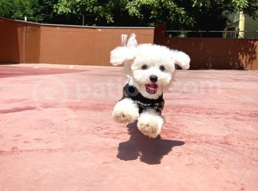 Ufak Boy Maltese Terri̇er