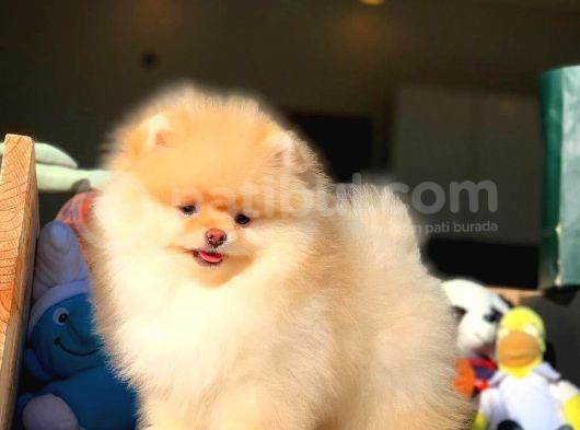 Ayı Surat Pomeranian Boo Yavrularımız görsel