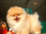 Ayı Surat Pomeranian Boo Yavrularımız