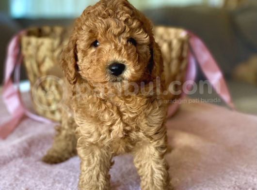 Her Renk Ve Ci̇nsi̇yet Toy Poodle Bebekler görsel