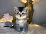 Bri̇ti̇sh Shorthai̇r Si̇lver Black Tabby