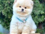 Ayı Surat Sevimli Boo Pomeranian Yavrular