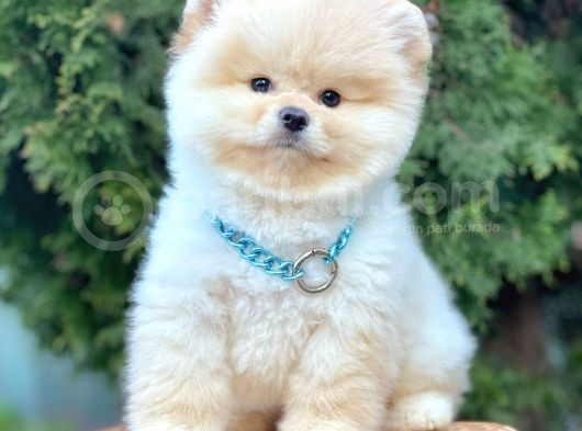 Ayı Surat Sevimli Boo Pomeranian Yavrular görsel