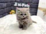 Show Class Bri̇ti̇sh Longhai̇r