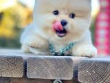 Ayı Surat Sevimli Boo Pomeranian Yavrular