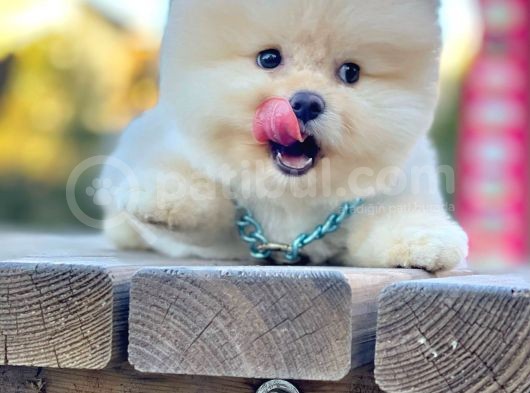 Ayı Surat Sevimli Boo Pomeranian Yavrular