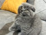 Ayı Suratlı Güzel Yavrular Yeni Ailelerini Arıyorlar 