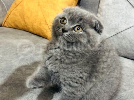 Ayı Suratlı Güzel Yavrular Yeni Ailelerini Arıyorlar  görsel