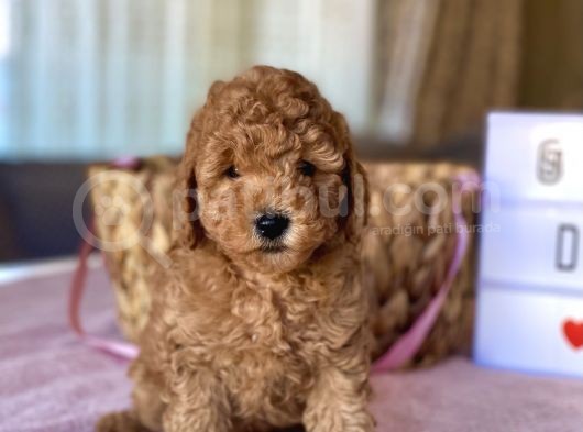 Her Renk Ve Ci̇nsi̇yet Toy Poodle Bebekler