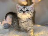 British Shorthair Silver Tabby
