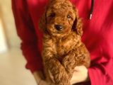 Bebek Surat Toy Poodle Yavrularimiz
