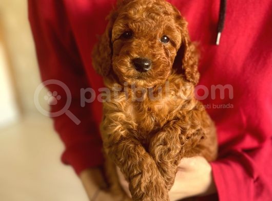 Bebek Surat Toy Poodle Yavrularimiz