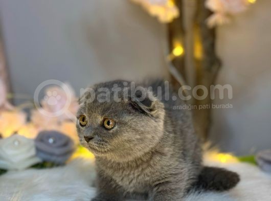 Show Kalite Orji̇nal Safkan Scotti̇sh Fold görsel