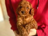 Bebek Surat Toy Poodle Yavrularimiz