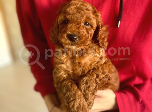 Bebek Surat Toy Poodle Yavrularimiz görsel