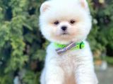 Boo Pomeranian Mini Boy Yavrular