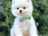 Boo Pomeranian Mini Boy Yavrular