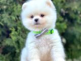 Boo Pomeranian Mini Boy Yavrular