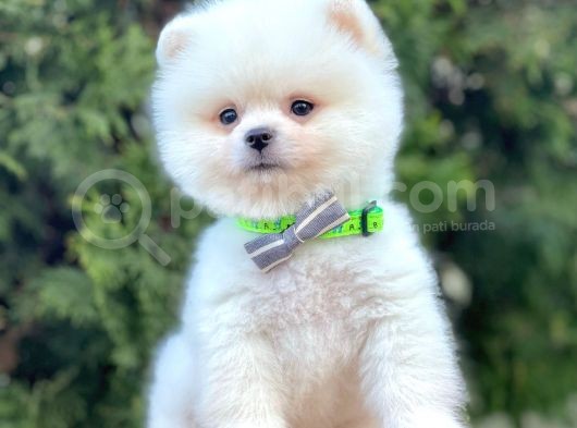 Boo Pomeranian Mini Boy Yavrular görsel