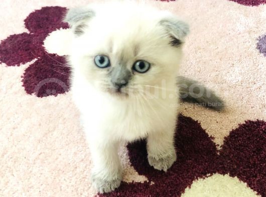 Ayı Suratlı Güzel Yavrular Yeni Ailelerini Arıyorlar  görsel