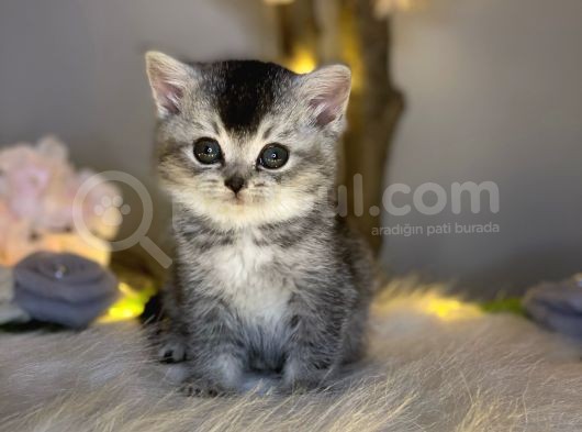 Bri̇ti̇sh Shorthai̇r Si̇lver Black Tabby görsel