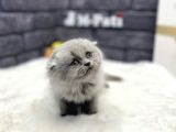 Muhteşem Tüy Yapisina Scotti̇sh Longhai̇r