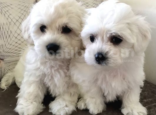 Güzelli̇kte Eşi̇ Benzeri̇ Yok Mi̇ni̇ Boy Maltese Teri̇er