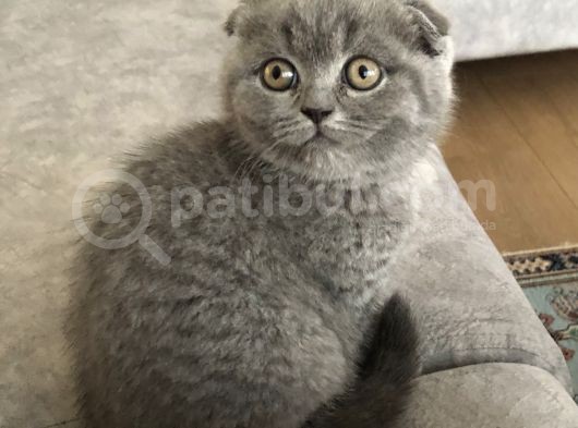 Ayı Suratlı Güzel Yavrular Yeni Ailelerini Arıyorlar  görsel