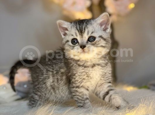 British Shorthair Silver Tabby görsel
