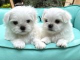 Maltese Mini Boy Kar Beyaz Yavrular