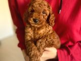 Bebek Surat Toy Poodle Yavrularimiz