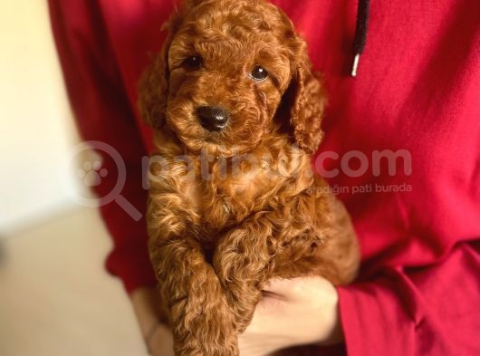 Bebek Surat Toy Poodle Yavrularimiz görsel
