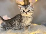 British Shorthair Silver Tabby