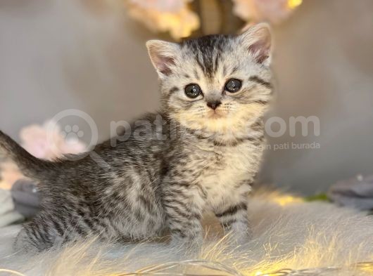 British Shorthair Silver Tabby