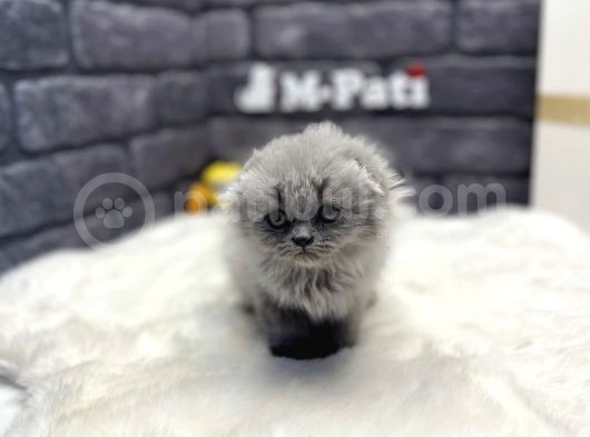 Muhteşem Tüy Yapisina Scotti̇sh Longhai̇r görsel